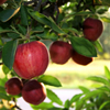 Der Apfel